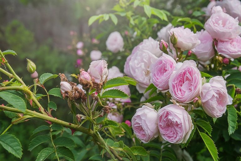 DAMASCENA-ROSE3