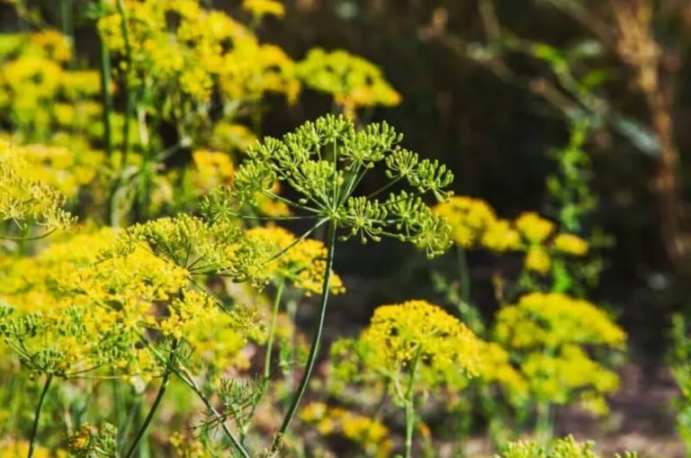 ASAFOETIDA (1)